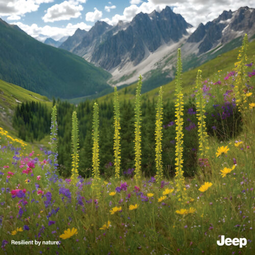 

Jeep by nature
